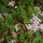 Valeriana montana Λουλούδι
