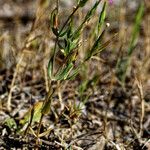 Centaurium tenuiflorum 形態