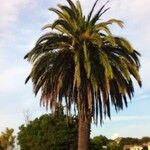 Phoenix canariensis Агульны выгляд