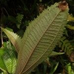 Conostegia setosa Yaprak