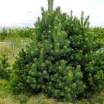 Pinus contorta 整株植物