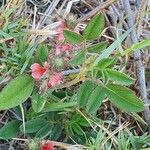 Indigofera volkensii Fuelha