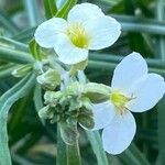 Erysimum bicolor Virág