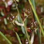 Scheuchzeria palustris Fruto