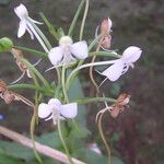 Habenaria procera Flor