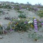 Abronia pogonantha Habit