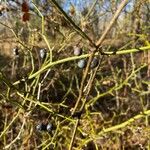 Smilax tamnoides Fruit