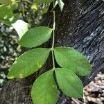 Fraxinus latifolia Leaf