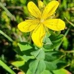 Hypericum richeriFlors