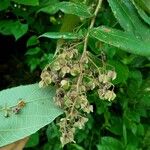 Kleinhovia hospita Fruit