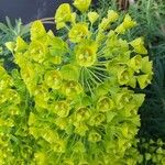 Euphorbia characiasЦветок