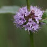 Mentha × verticillata Flower