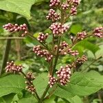 Syringa josikaea Flower