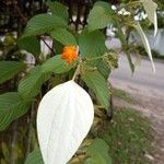 Mussaenda frondosa Blomst