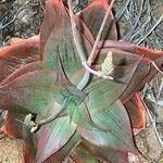 Aloe imalotensis Levél