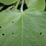 Acalypha macrostachya List