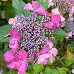 Hydrangea serrata Кветка