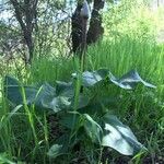 Arum palaestinum Leaf