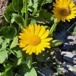 Doronicum grandiflorumЦвят