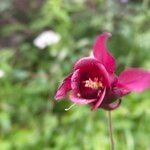 Aquilegia atrovinosa