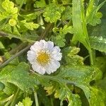 Tanacetum parthenium Květ