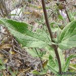 Lepechinia ganderi Blad