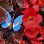 Begonia cucullata Virág