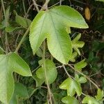 Passiflora manicata Blatt