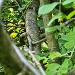 Caragana arborescens Kůra