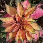 Amaranthus tricolor Feuille