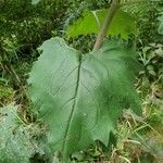 Arnoglossum atriplicifolium Leaf