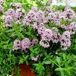 Thymus longicaulis 形態