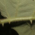 Solanum candidum Bark