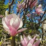 Magnolia × soulangeanaFlower