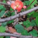 Chaenomeles speciosaBloem