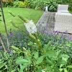 Sanguisorba canadensis Kukka