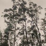 Anadenanthera colubrina ശീലം
