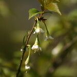 Prunus trichostoma Floare
