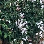 Jasminum polyanthumFloro