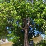 Sideroxylon foetidissimum Bark