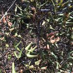 Ceanothus velutinus Bark