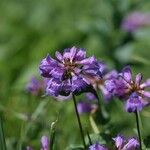 Penstemon procerus Çiçek