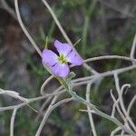 Marcus-kochia littorea Flower