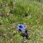 Gentiana acaulis花