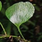 Elaphoglossum peltatum Leaf