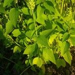 Salvia hispanica Ліст