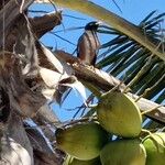 Cocos nucifera Blatt