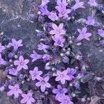 Campanula andrewsii Flower