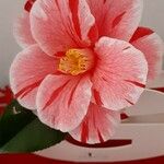 Camellia sasanqua Blomst