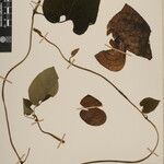 Aristolochia griffithii ᱮᱴᱟᱜ